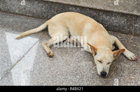 Hund schläft auf der Straße/einsamen Hund Obdachlose schlafen auf dem Boden an der Stree/Tier trauriger Hund sein Stockfoto