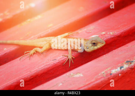 Garten Echse auf roten Hintergrund/braun Eidechse Asien reptile Tierwelt (Oriental Garden Eidechse) Stockfoto