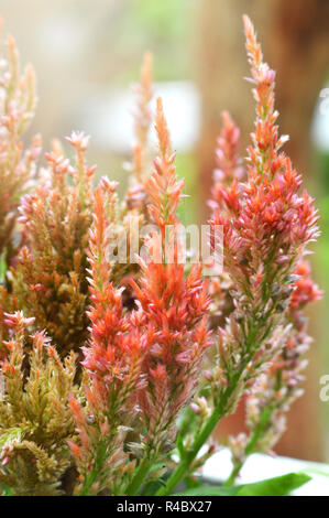 Cockscomb Blume im Garten/bunt orange plumed cockscomb Blume oder Celosia argentea blühenden Frühling Garten Stockfoto