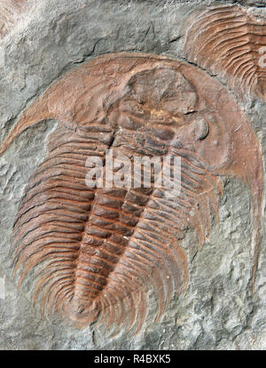 Fossil eines Trilobiten aus den frühen Ordovizium Zeitraum Stockfoto