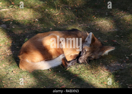 Schlafen - der Mähnenwolf Mähnenwolf Chrysocyon brachyurus - Stockfoto