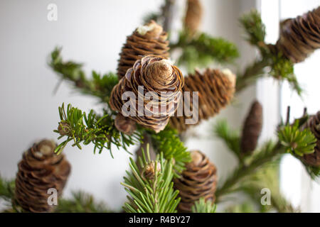 Weihnachten Baum verzweigt. Nahaufnahme. Weihnachten und Neujahr Konzept. Stockfoto