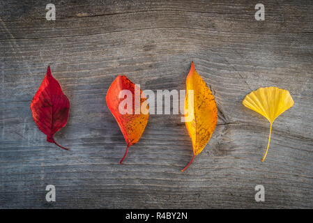 Bunte Herbst Blatt auf hölzernen Tisch Hintergrund. Stockfoto