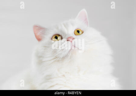 Portrait von Flauschigen inländischen weiß Highland straight schottischen Katze auf weiße studio Hintergrund isoliert. Cute Kitten oder Pussycat mit großen gelben Augen Stockfoto