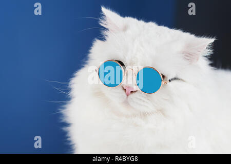 Portrait von flauschigen weissen Katze in Mode Sonnenbrille. Studio Foto. Luxuriöse inländischen Kitty in Gläser stellt auf blauem Hintergrund. Stockfoto