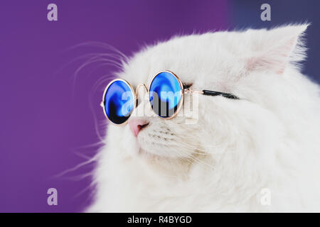 Schließen Portrait von Weißen pelzigen Katze in Mode Sonnenbrille. Studio Foto. Luxuriöse inländischen Kitty in Gläsern Posen auf lila Hintergrund Wand Stockfoto