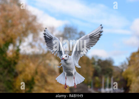 Eine schwarze Überschrift Möwe (Chroicocephalus ridibundus) bei Erwachsenen winter Gefieder schweben auf dem Flügel Stockfoto