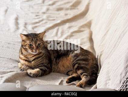 Große schöne braune Ginger cat entspannt auf einem Sofa Stockfoto
