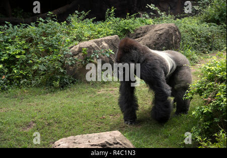 Gorilla Silberrücken Great Ape von Afrika zu Fuß im grünen tropischen Dschungel Gebüsch Stockfoto