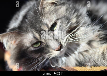 Katze-Haltung Stockfoto