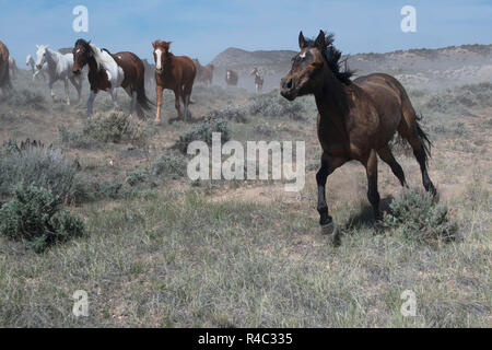 Temperamentvoll schwarzes Pferd im Galopp vor der Wild Horse Herde auf sagebrush Prairie läuft Stockfoto