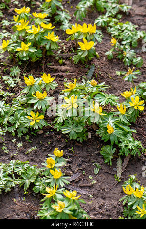 Nahaufnahme der schöne Frühling blühende Pflügen auch als Holz Ingwer oder gelbe Anemone bekannt. oder Bianchinas Anemone Stockfoto