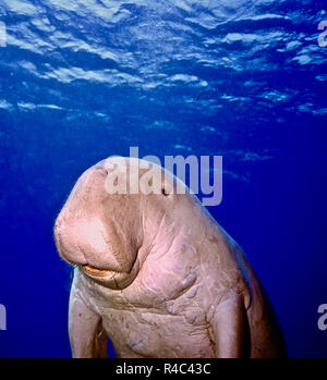 Meine erste Begegnung mit diesem Seekuh (Dugong dugon: 250 cms.) wurde in einer Tiefe von 10 Metern, wo es unersättlich Fütterung wurde am Meer Gras in der Nähe von Marsa Alam in der ägyptischen Roten Meer. Ich habe dann war es für ca. eine halbe Stunde, in der es fünf Reisen an die Oberfläche um zu atmen. Das Tier unbeirrt durch meine Anwesenheit und stoppte zweimal während seiner Besteigungen erschien mir zu prüfen; einige Stränge von Sea Grass in seinen Mund und auf dem Bauch sichtbar. Dieses Foto wurde von nur einem solchen Moment genommen. Leider, Dugongs werden seltener; der Roten Liste der IUCN weist darauf hin, dass sie gefährdet sind. Stockfoto