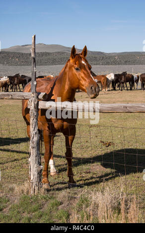 Sauerampfer Pferd und Pferde Herde in alten hölzernen auf der Prairie Corral Stockfoto