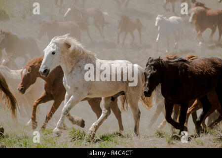 White Horse führt Herde während dusty Trail fahren Roundup auf sagebrush Prairie während Pferd Runden Stockfoto