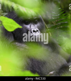 Einen Berggorilla (Gorilla beringei beringei) entspannt nach der morgendlichen Fütterung auf Wald Vegetation. Über 1.000 Berg in Uganda, Ruanda, weiterhin eine Stockfoto