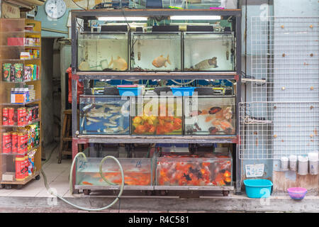 KOWLOON, HONG KONG - 21. APRIL 2017: Pet Shop an der Goldfischmarkt Tung Choi Street Mong Kok in Kowloon, Hong Kong. Stockfoto