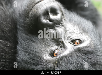 Eine weibliche Berggorilla (Gorilla beringei beringei) entspannt nach der morgendlichen Fütterung auf Wald Vegetation. Über 1.000 Berg in Uganda, Rw bleiben Stockfoto