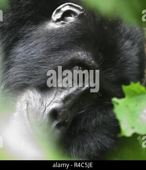 Eine weibliche Berggorilla (Gorilla beringei beringei) entspannt nach der morgendlichen Fütterung auf Wald Vegetation. Über 1.000 Berg in Uganda, Rw bleiben Stockfoto