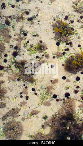 Küsten Unterwasser detail Stockfoto