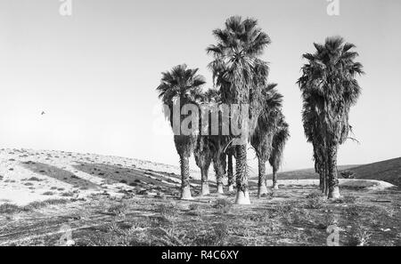 Monochrom am frühen Morgen auf einer künstlichen Palm Oasis in der Nähe von Arad im Negev Region Israel Stockfoto