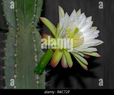 Nahaufnahme der Nacht blühen Cereus jamacaru mandacaru Kaktusblüte, die Teil der Stammzellen auf einem dunklen Hintergrund Stockfoto