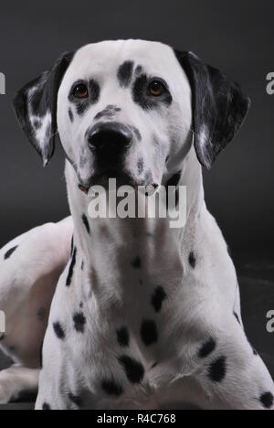 Dalmatiner Stockfoto