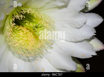 Makro der Nacht blühen Cereus jamacaru mandacaru Kaktusblüte, die Teil der Stammzellen auf einem dunklen Hintergrund Stockfoto