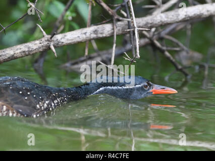 Ein männlicher African finfoot (Podica senegalensis) jagt in typischen Art und Weise mit seinen Hals und Kopf flach auf dem Wasser am Rande des Lake Mburo. Lake Mburo Stockfoto