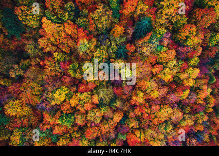 Luftaufnahme über Herbst Wald. Stockfoto