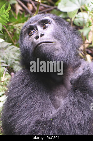 Eine weibliche Berggorilla (Gorilla beringei beringei) entspannt nach der morgendlichen Fütterung auf Wald Vegetation. Über 1.000 Berg in Uganda, Rw bleiben Stockfoto