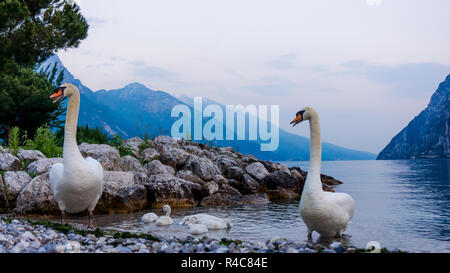 Schwäne auf dem See. Schwäne mit nestlingen. Schwan mit Küken. Mute swan Familie. Stockfoto