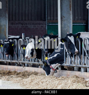 Kühe auf einem Bauernhof. Milchkühe in einem Bauernhof. Stockfoto