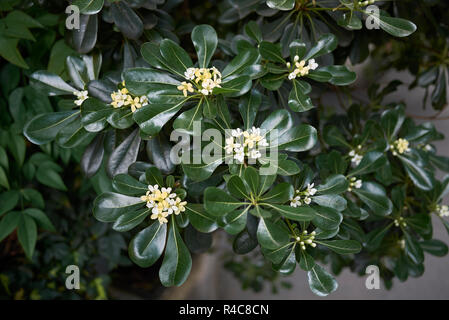 Pittosporum tobira Stockfoto