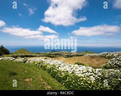 Hortensien auf Sao Miguel, Azoren, Portugal am Meer. Stockfoto