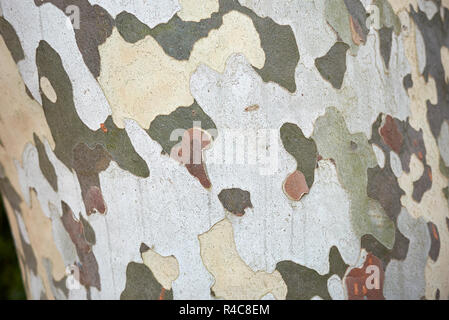 Platanus x hispanica strukturierte Rinde Stockfoto