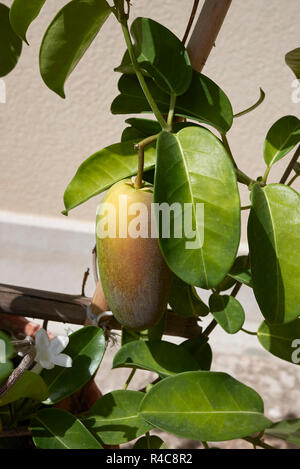 Yellow pitcherplant floribunda Obst Stockfoto