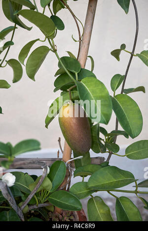 Yellow pitcherplant floribunda Obst Stockfoto