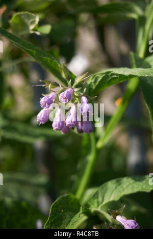 Symphytum officinale Stockfoto