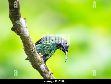 Bunter, weiblicher lila Honeycreeper, Cyanerpes caeruleus, auf einem Zweig mit grünem Hintergrund Stockfoto