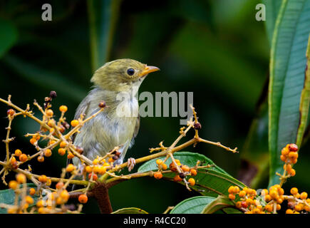 Ein weibliches, goldköpfiges Manakin, Ceratopipra erythrocephala, thront im Regenwald von Trinidad und Tobago Stockfoto