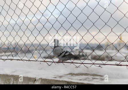 Stadt Taube. Die grauen schöne Wilde Taube stehend auf gesteinigt Zaun und nach der Chain-link Fence. Das ist Winter Hintergrund mit Schnee. Stockfoto