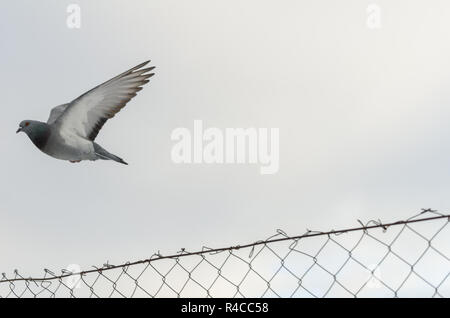 Stadt Taube. Die grauen Schöne freilebende Stadttaubenpopulationen über die Kette fliegen Maschendrahtzaun. Das ist Winter Himmel Hintergrund. Stockfoto