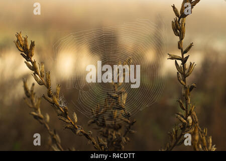 Trockenes Gras und Spinnennetz mit Tautropfen auf einem unscharfen Hintergrund Stockfoto