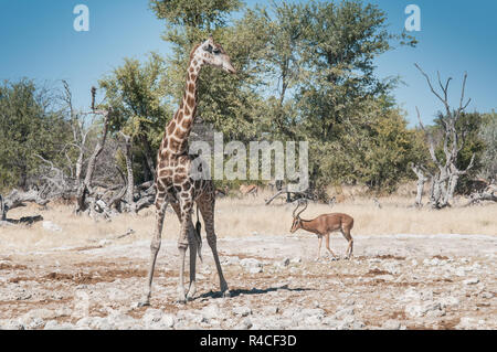 Giraffe Herde und schwarzen konfrontiert impala an einem Wasserloch Stockfoto