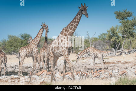 Giraffe Herde und schwarzen konfrontiert impala an einem Wasserloch Stockfoto