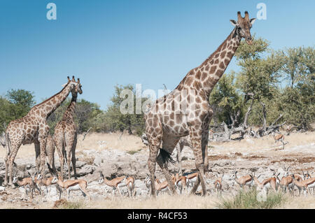 Giraffe Herde und schwarzen konfrontiert impala an einem Wasserloch Stockfoto