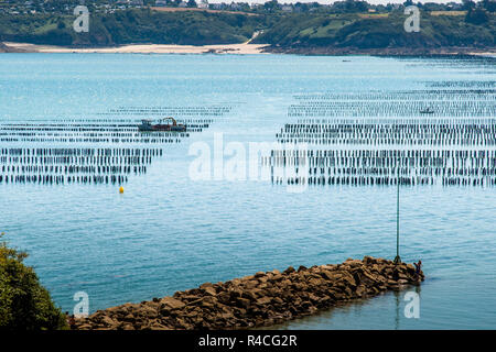 Oyster Ernte in Pléboulle, Frankreich Stockfoto