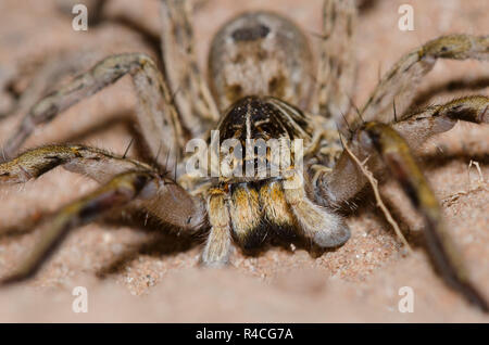 Wolf Spider, Hogna baltimoriana, männlich Stockfoto