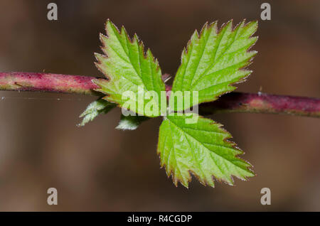 Black, Rubus sp., Blätter im Frühjahr öffnen Stockfoto